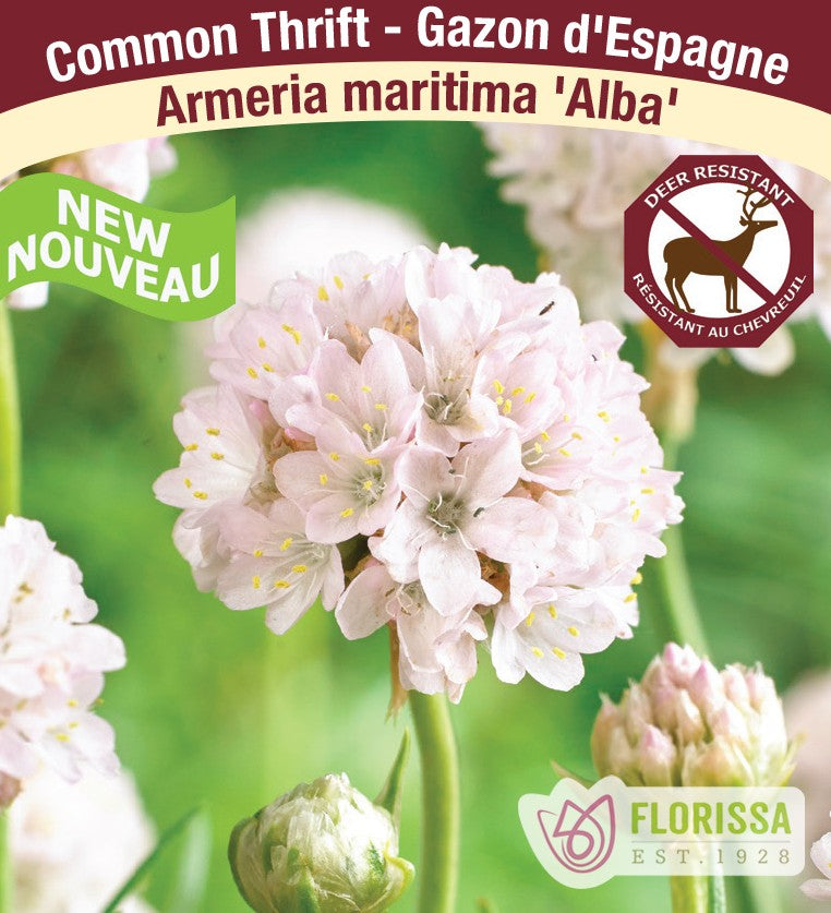 Armeria – Alba, 1 Pack