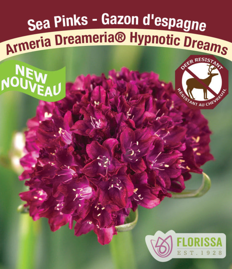 Armeria Dreameria® - Hypnotic Dreams, 1 Pack