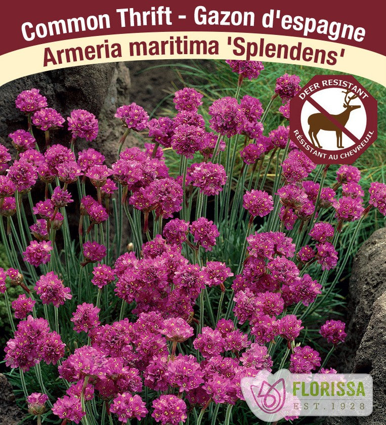 Armeria – Splendens, 1 Pack