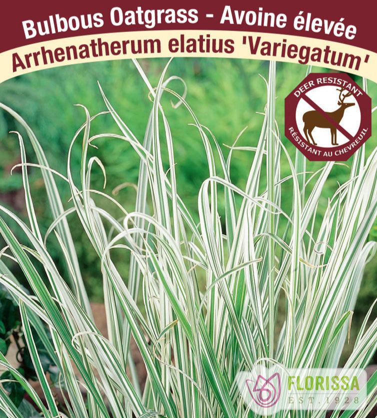 Arrhenatherum elatius Variegatum, 1 Pack