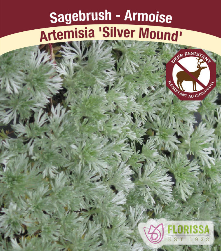Artemisia schmidtiana - Silver Mound - Sagebrush, 1 Pack