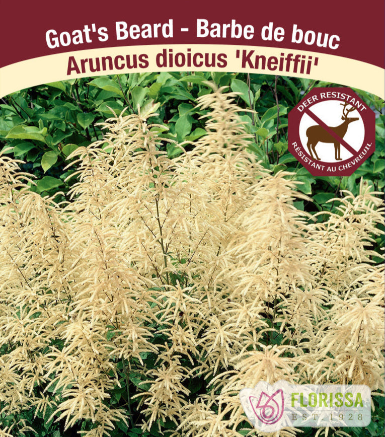 Goats Beard - Kneiffii, 1 Pack
