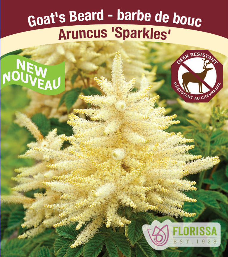 Aruncus - Sparkles, 1 Pack
