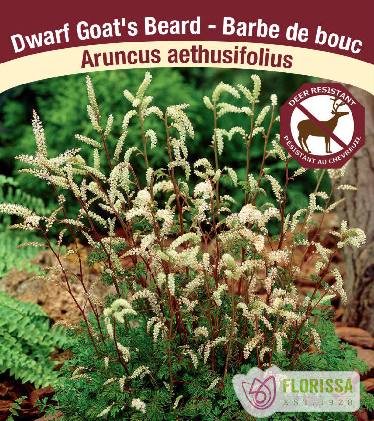 Aruncus aethusifolius - Dwarf's Beard, 1 Pack