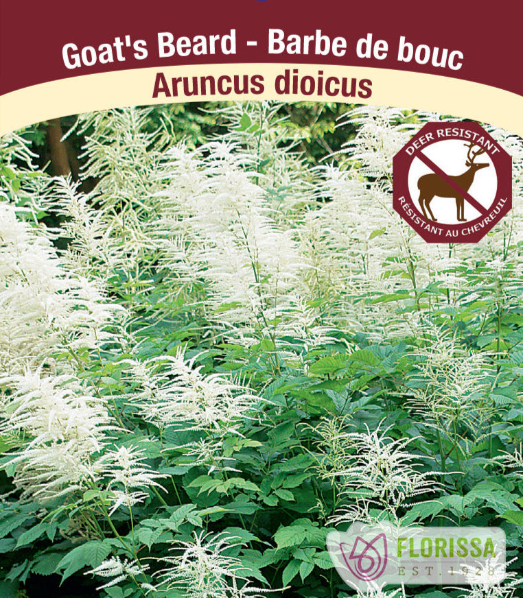 Aruncus dioicus - Goat's Beard, 1 Pack