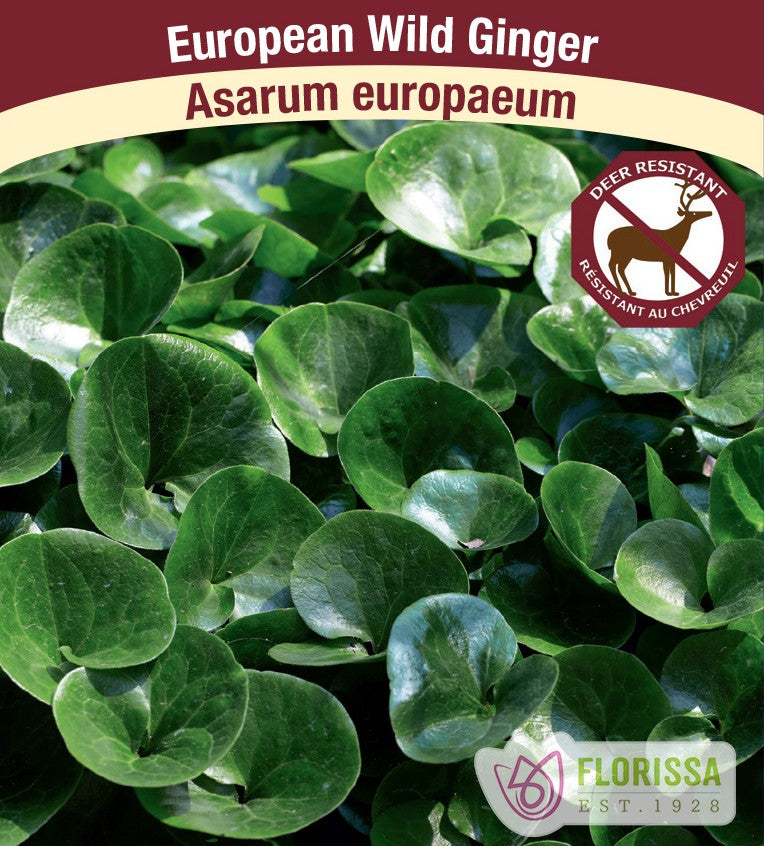Asarum europaeum - European Wild Ginger, 1 Pack