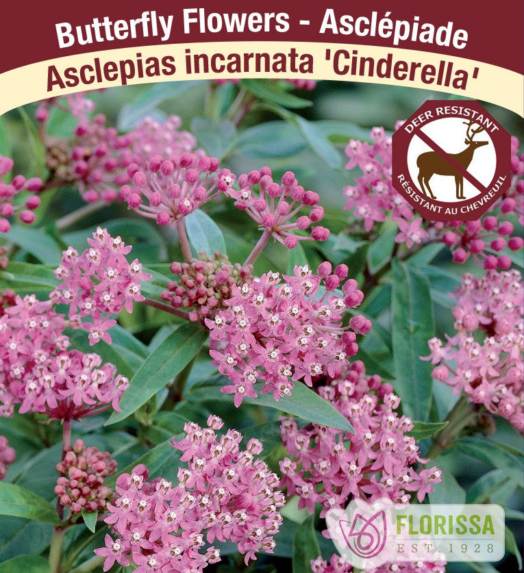 Asclepias incarnata - Cinderella, 1 Pack