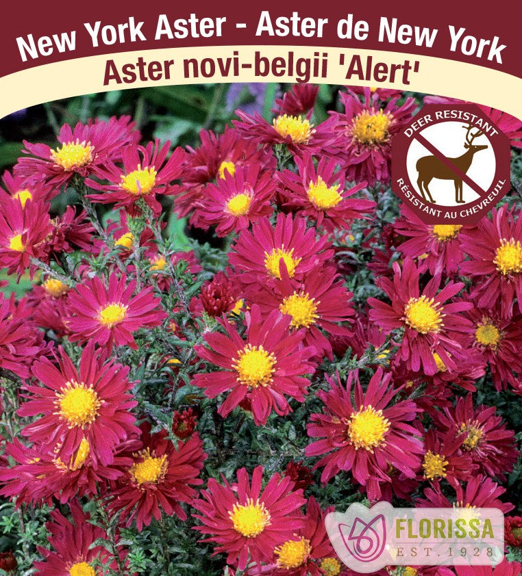 Aster novi-belgii - Alert, 1 Pack