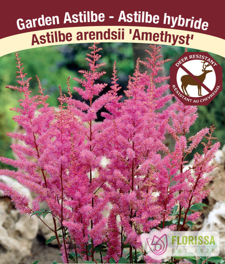 Astilbe arendsii - Amethyst, 1 Pack