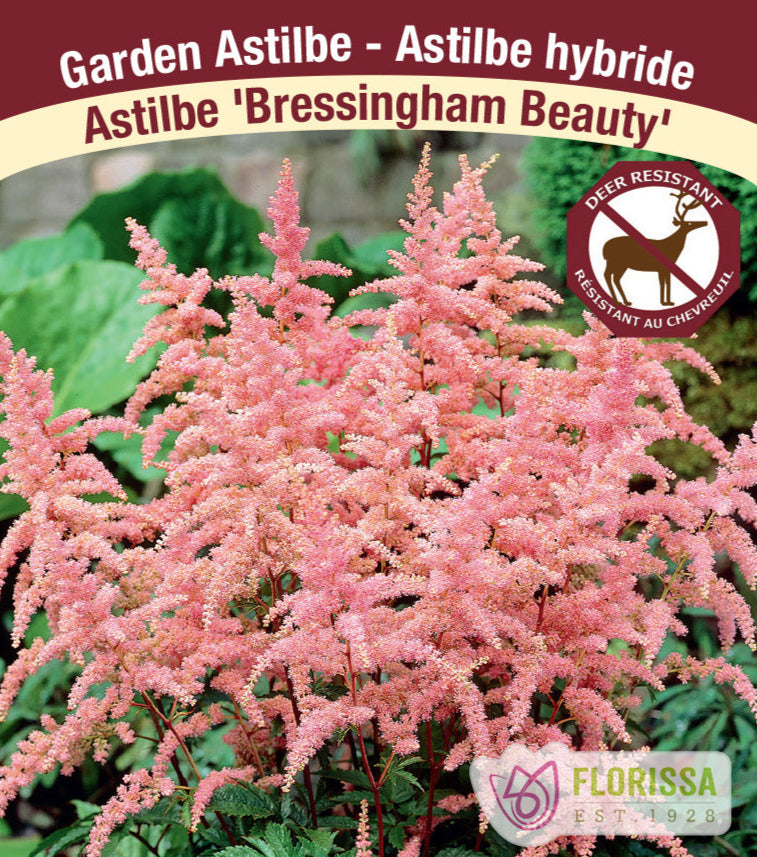 Astilbe arendsii - Bressingham Beauty, 1 Pack