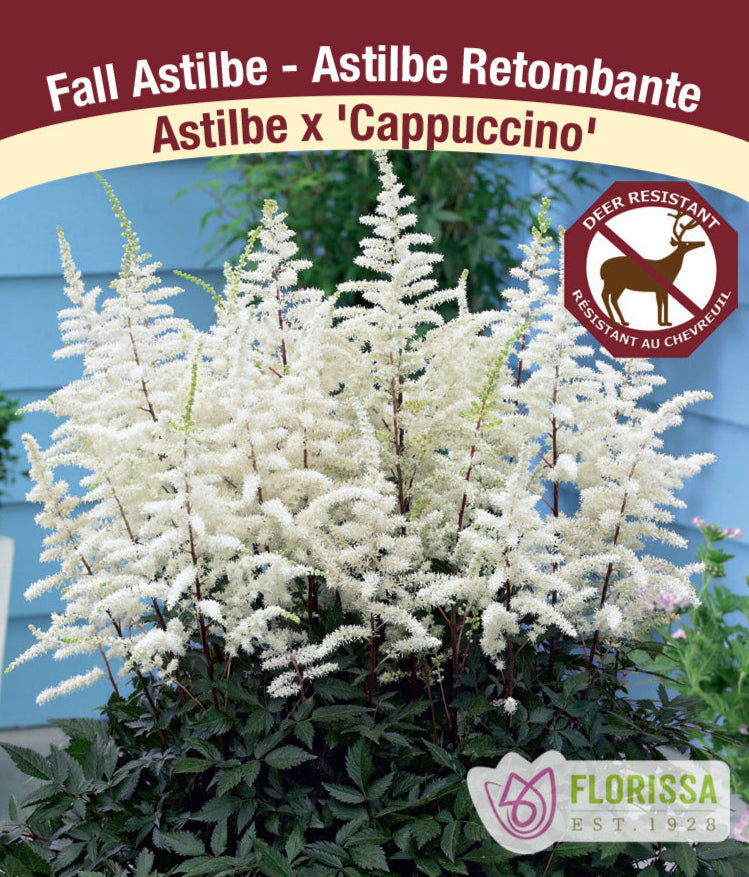 Astilbe arendsii - Cappuccino, 1 Pack