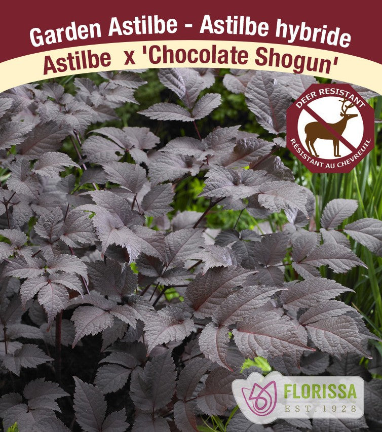 Astilbe arendsii - Chocolate Shogun, 1 Pack