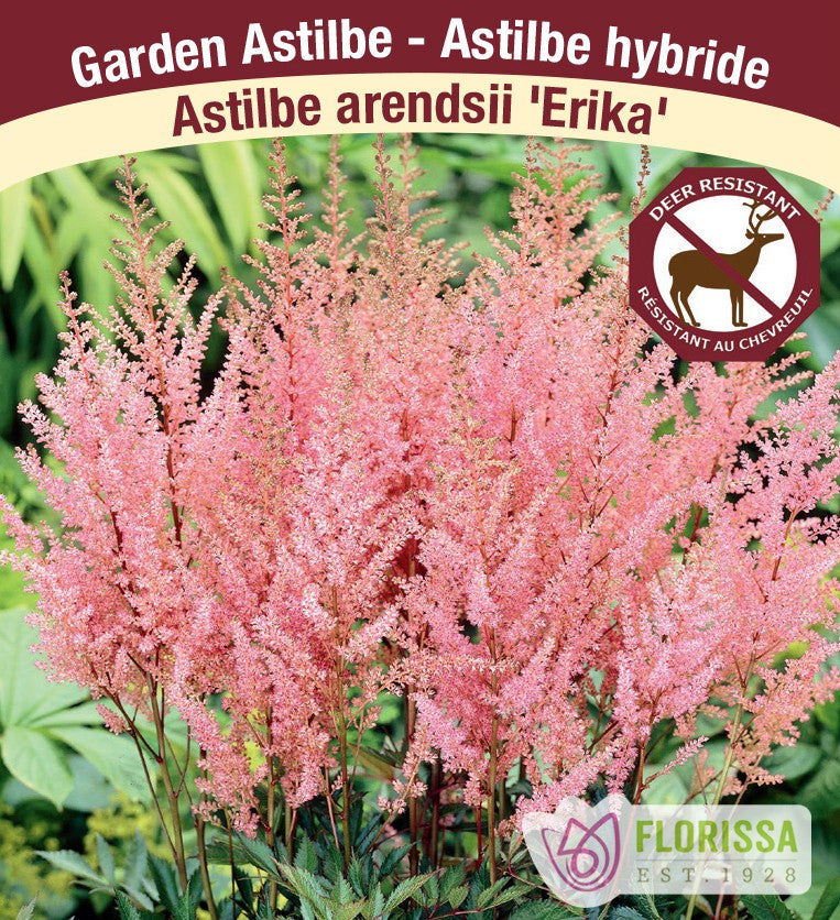 Astilbe arendsii - Erika, 1 Pack