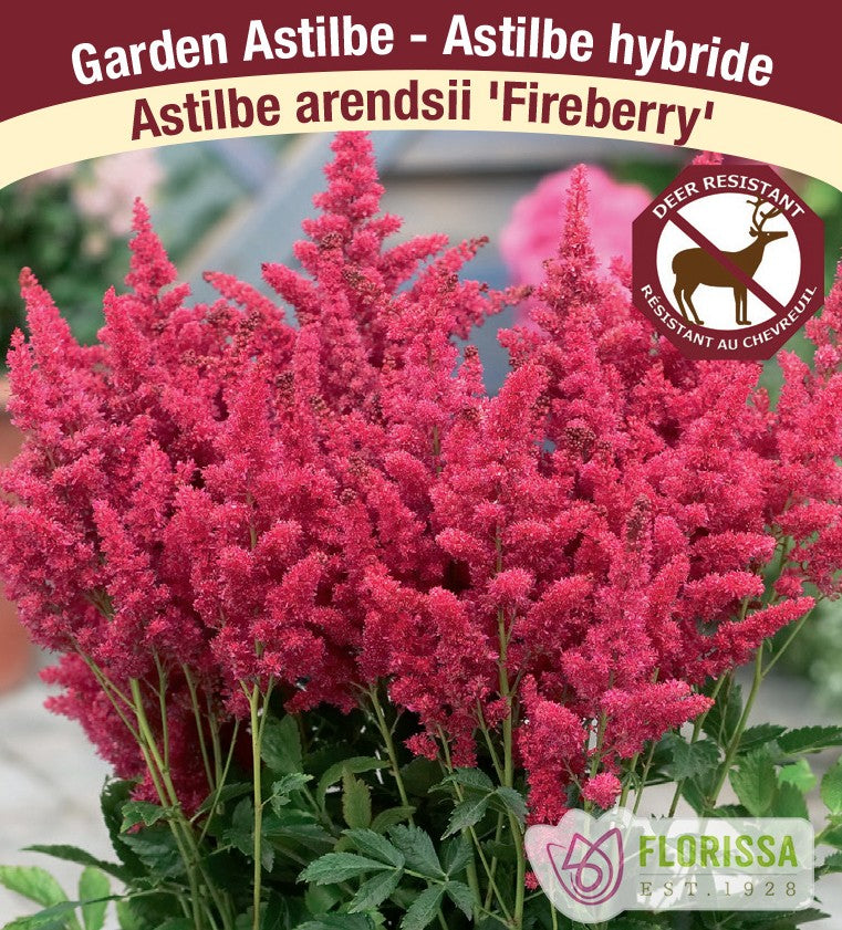 Astilbe - Fireberry | Short 'N Sweet, 1 Pack