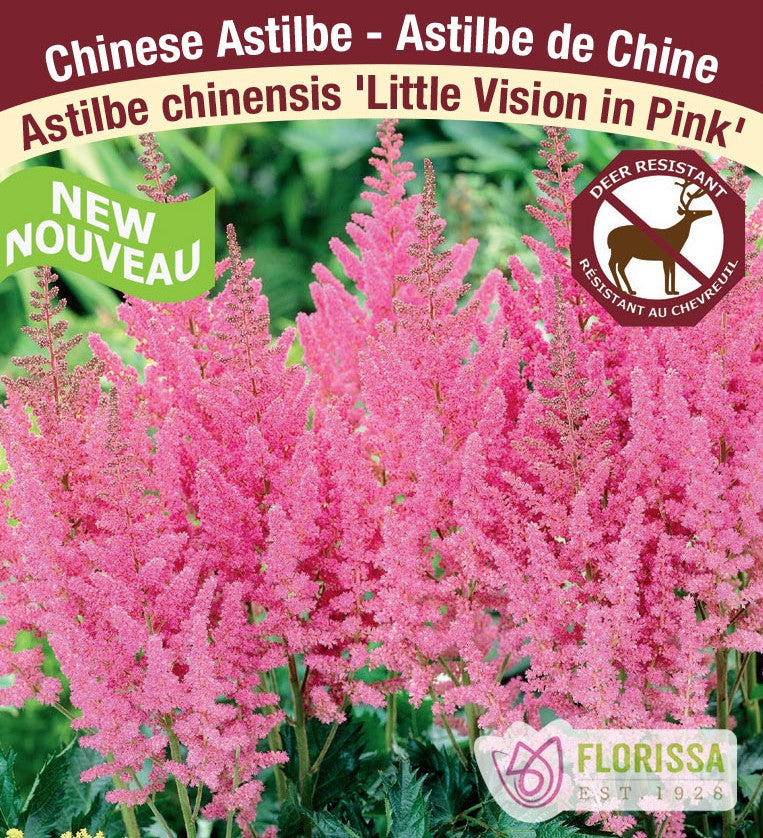 Astilbe - Little Vision in Pink, 1 Pack