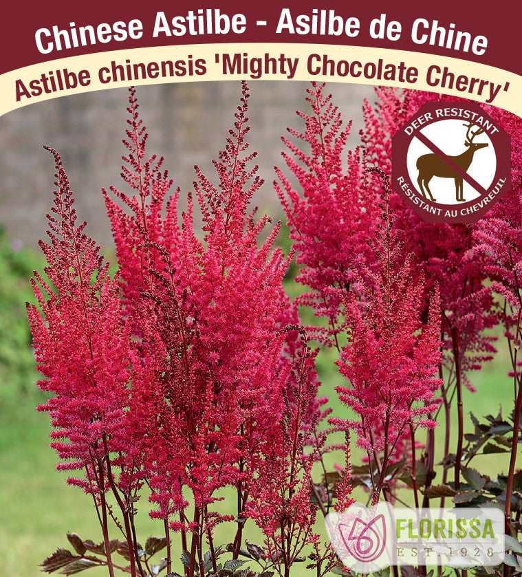 Astilbe - Mighty Chocolate Cherry, 1 Pack
