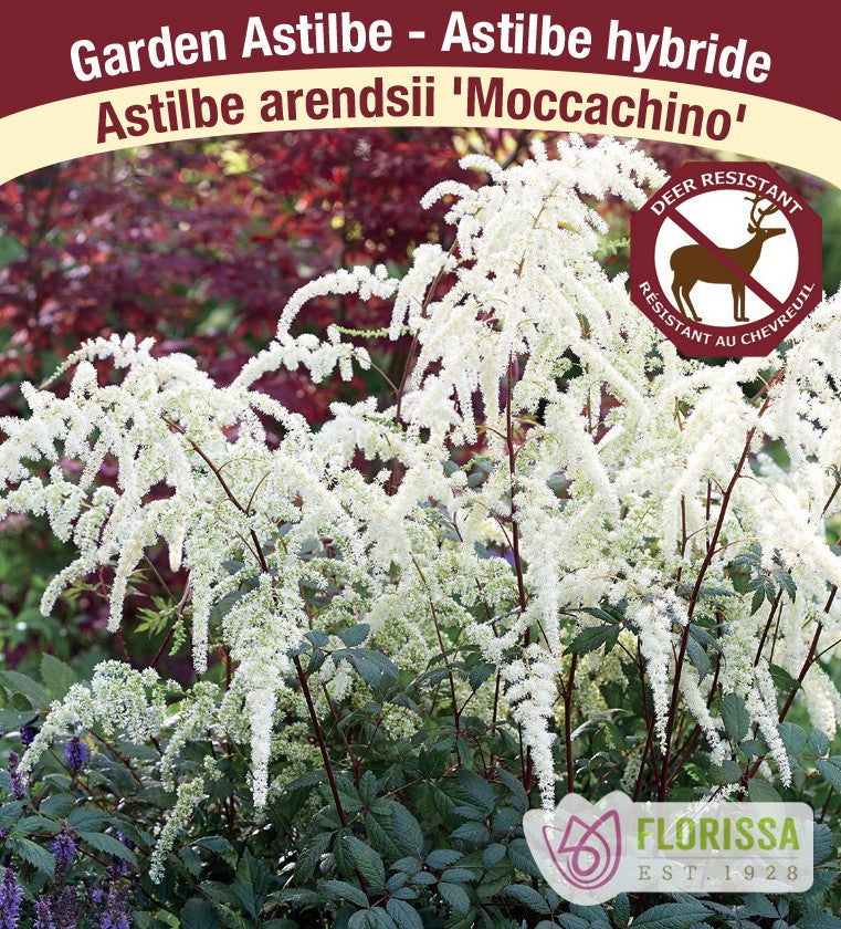 Astilbe arendsii - Moccachino, 1 Pack
