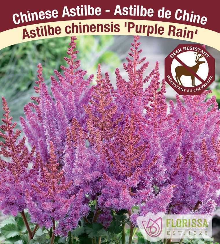 Astilbe - Purple Rain, 1 Pack