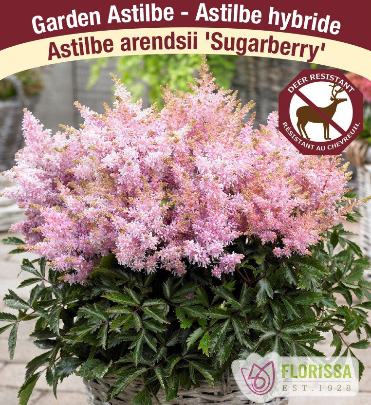 Astilbe - Sugarberry | Short 'N Sweet, 1 Pack