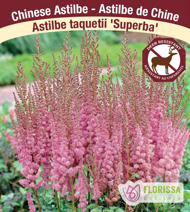 Astilbe - taquetti Superba, 1 Pack