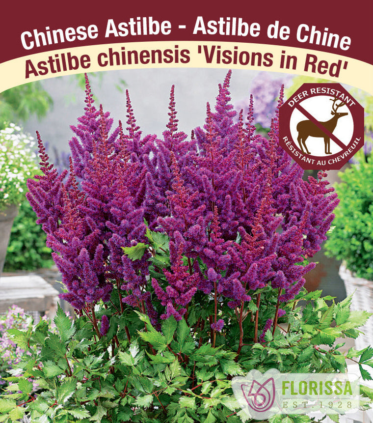 Astilbe – Vision in Red, 1 Pack