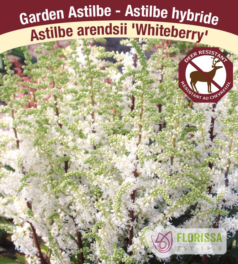Astilbe - Whiteberry | Short 'N Sweet, 1 Pack