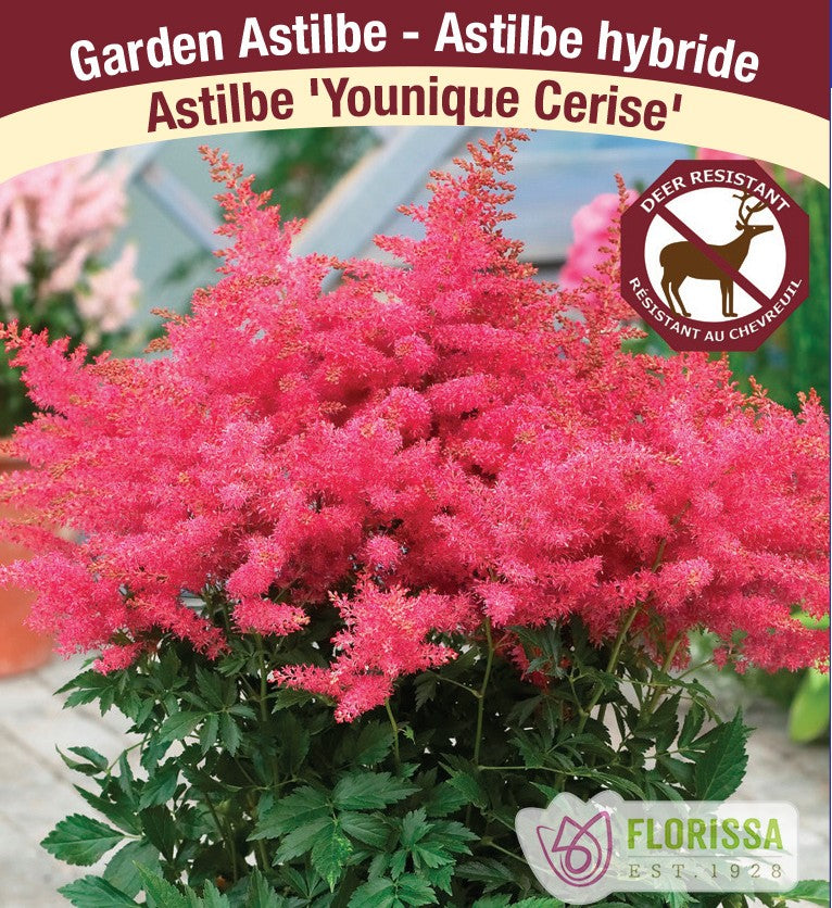Astilbe - Younique Cerise, 1 Pack