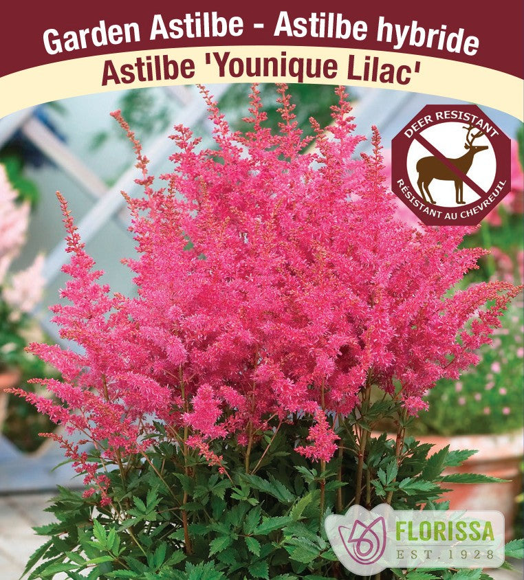 Astilbe – Younique Lilac, 1 Pack