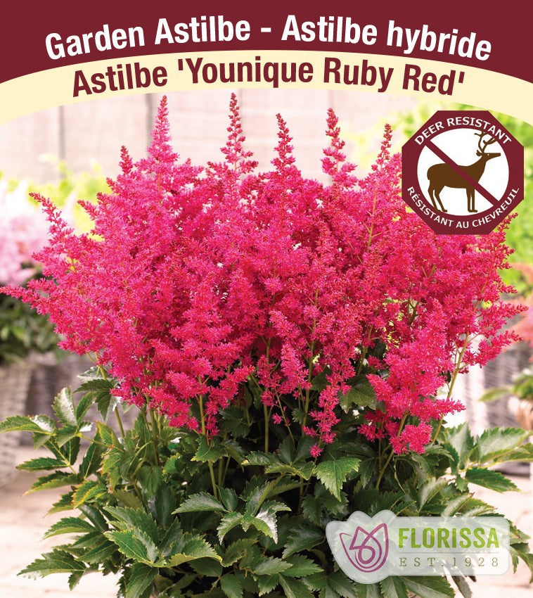 Astilbe – Younique Ruby Red, 1 Pack