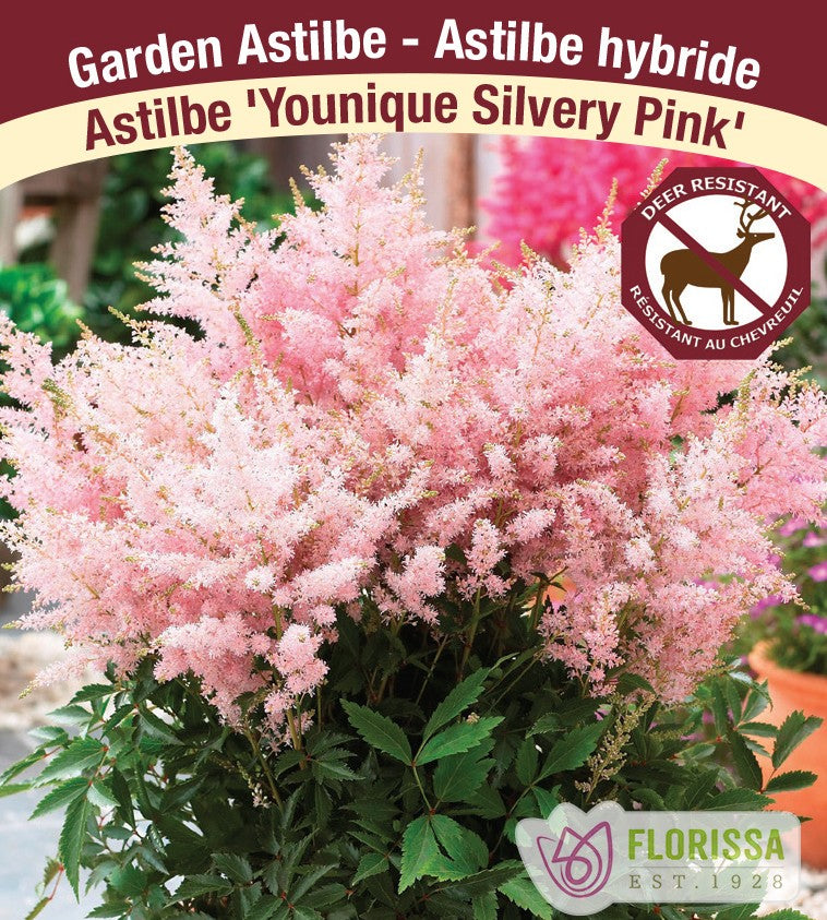 Astilbe - Younique Silvery Pink, 1 Pack