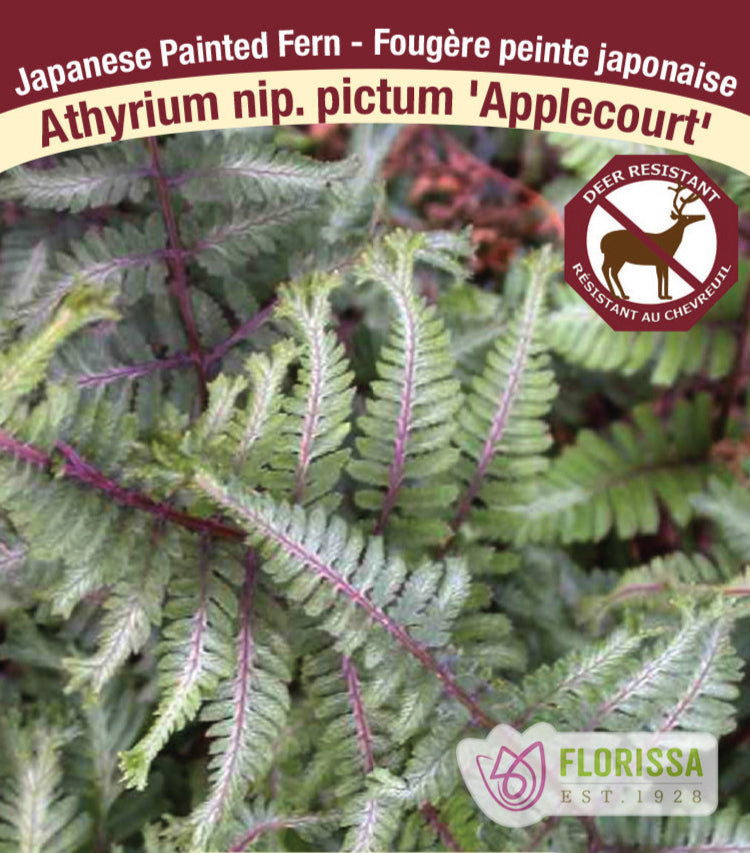 Japanese Painted Fern - Applecourt, 1 Pack
