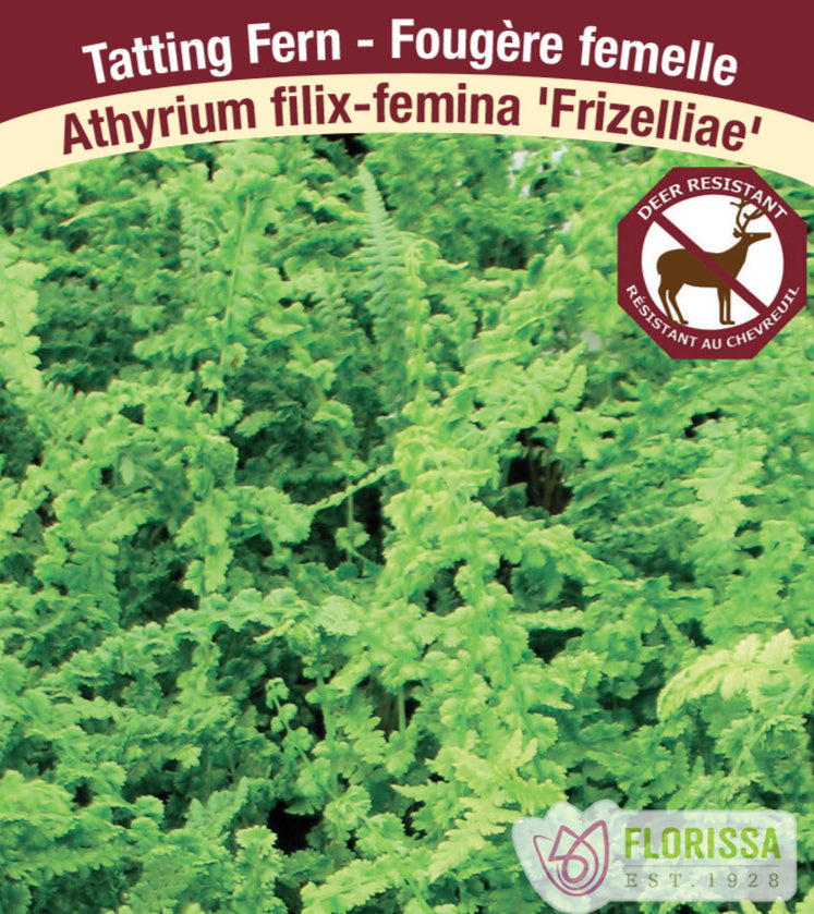 Lady Fern - Athyrium filix-femina Frizelliaee, 1 Pack