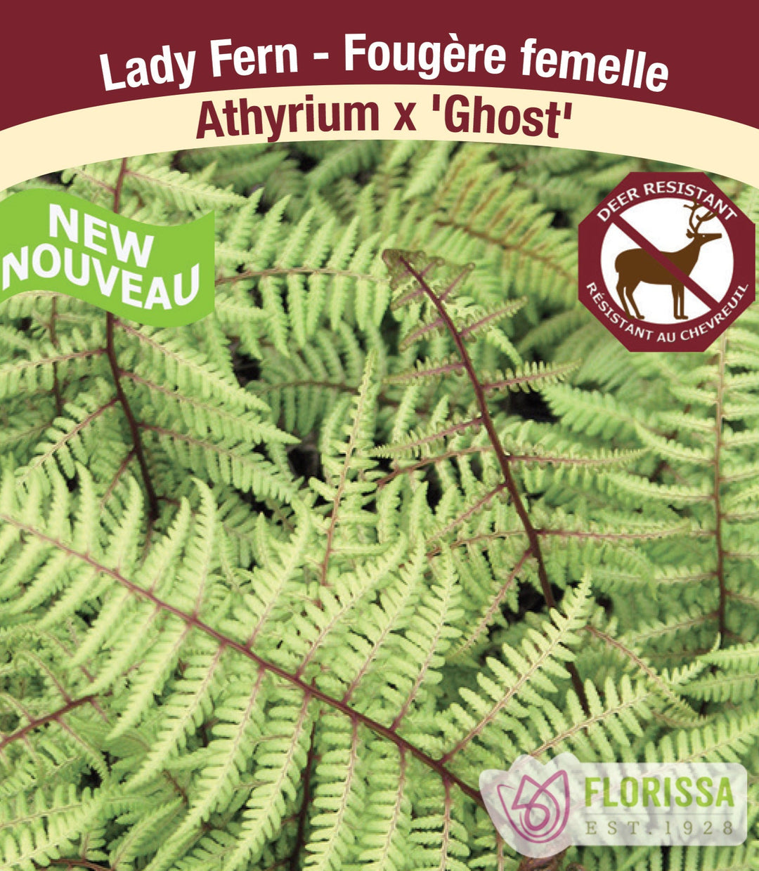 Lady Fern - Athyrium x Ghost, 1 Pack