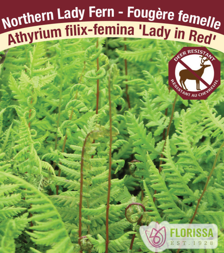 Lady Fern - Athyrium filix-femina Lady in Red, 1 Pack