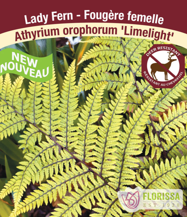 Lady Fern - Limelight, 1 Pack