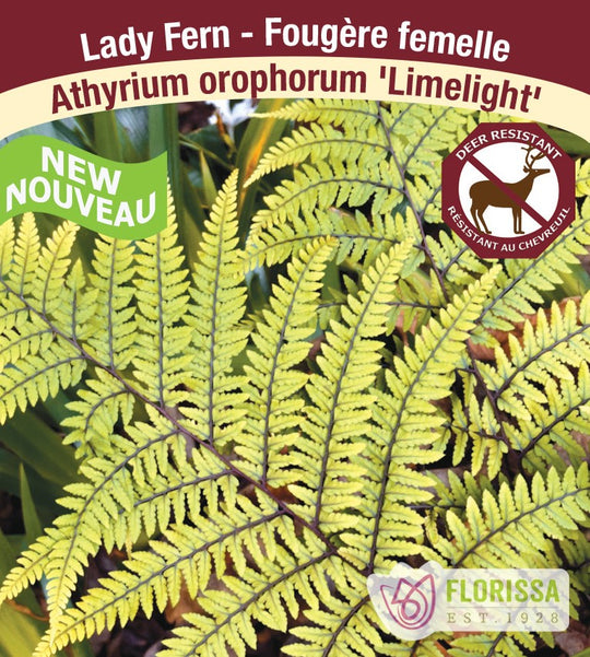 Lady Fern - Limelight, 1 Pack