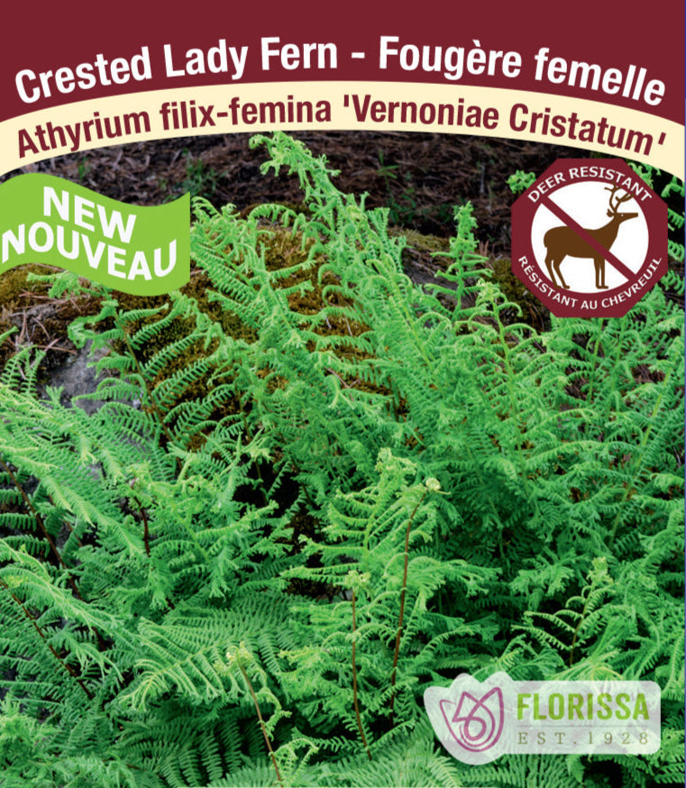 Lady Fern - Vernoniaea Cristatum, 1 Pack