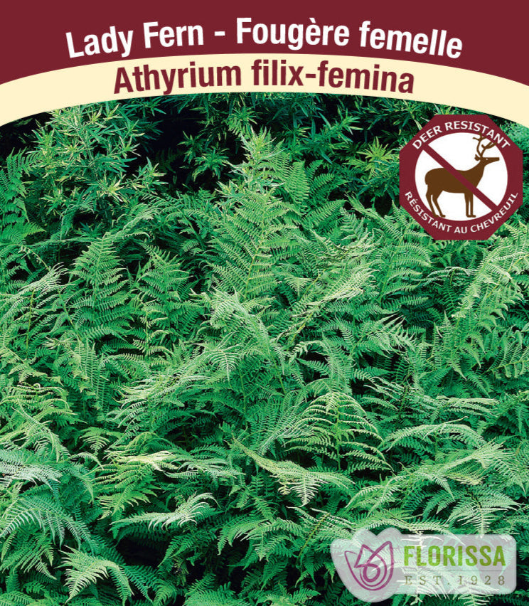 Lady Fern - Athyrium filix-femina, 1 Pack