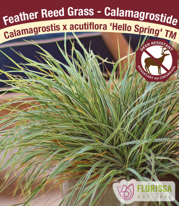 Feathergrass - Calamagrostis acutiflora Hello Spring, 1 Pack