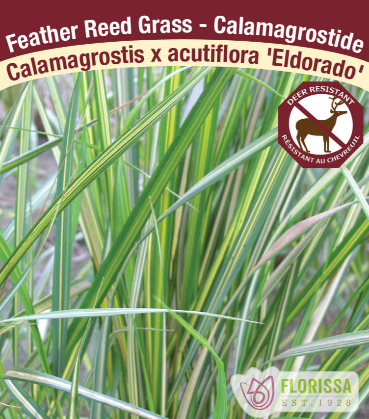 Feathergrass - Calamagrostis acutiflora Eldorado, 1 Pack