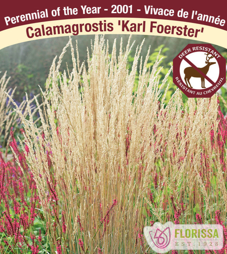 Feathergrass - Calamagrostis acutiflora Karl Foerster, 1 Pack
