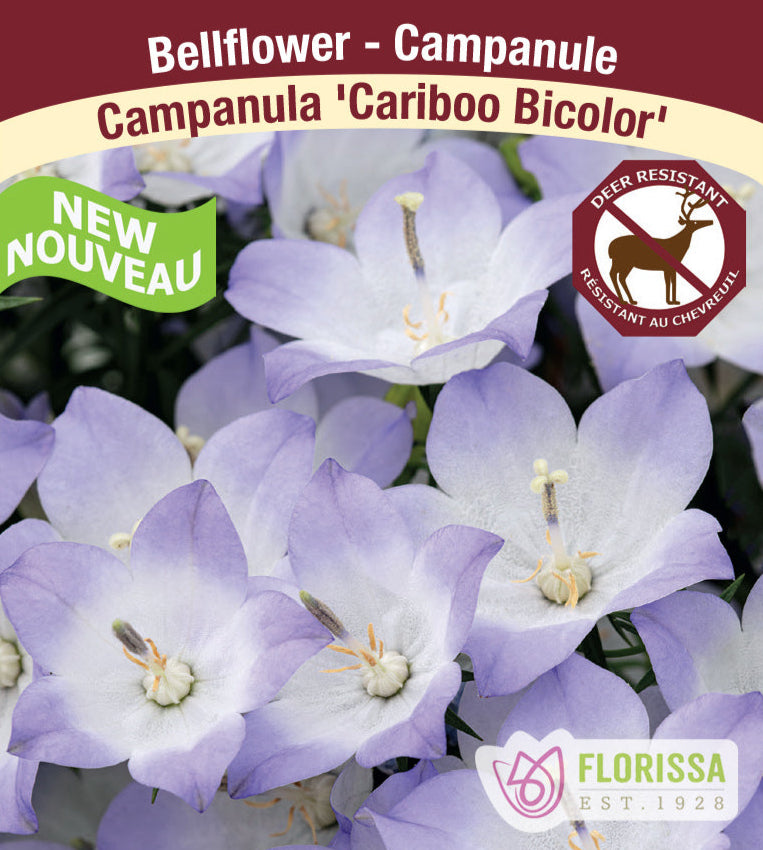 Campanula - Cariboo Bicolour, 1 pack