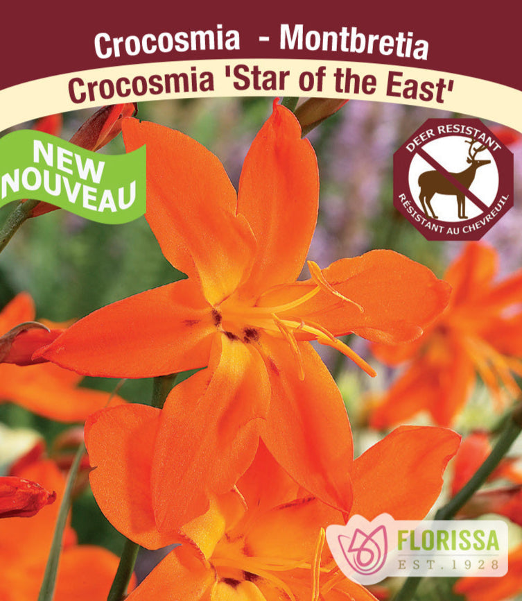 Crocosmia - Star of the East, 1 Pack