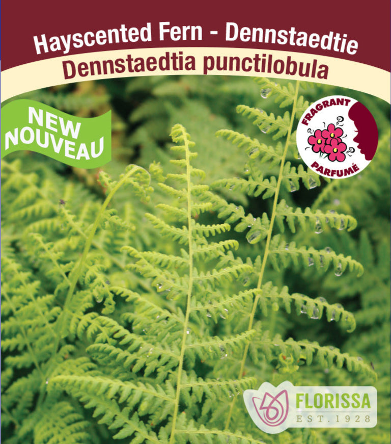 Hay-scented Fern - Punctilobula, 1 Pack