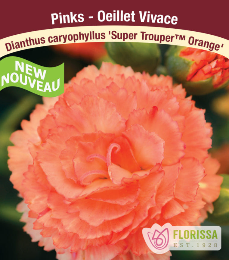 Dianthus Super Trouper - Orange, 1 Pack