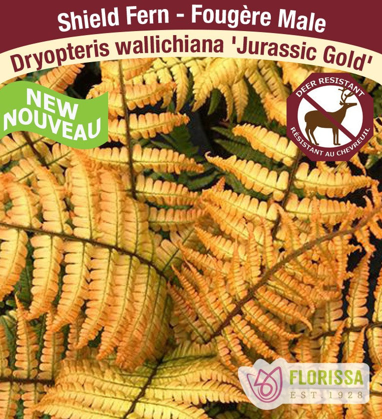 Wood Fern - Jurassic Gold