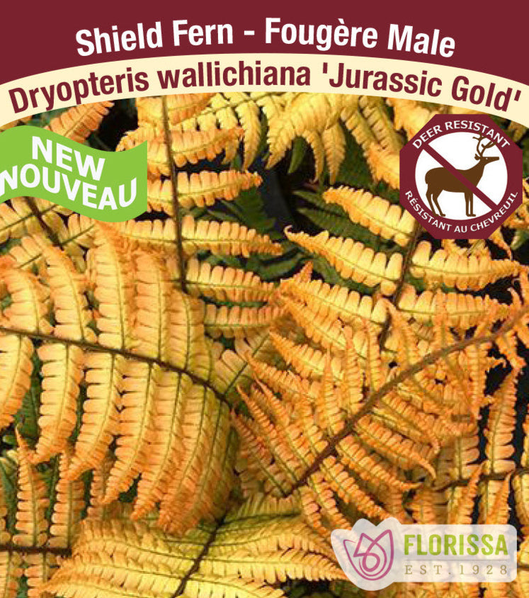 Shield Fern - Jurassic Gold, 1 Pack