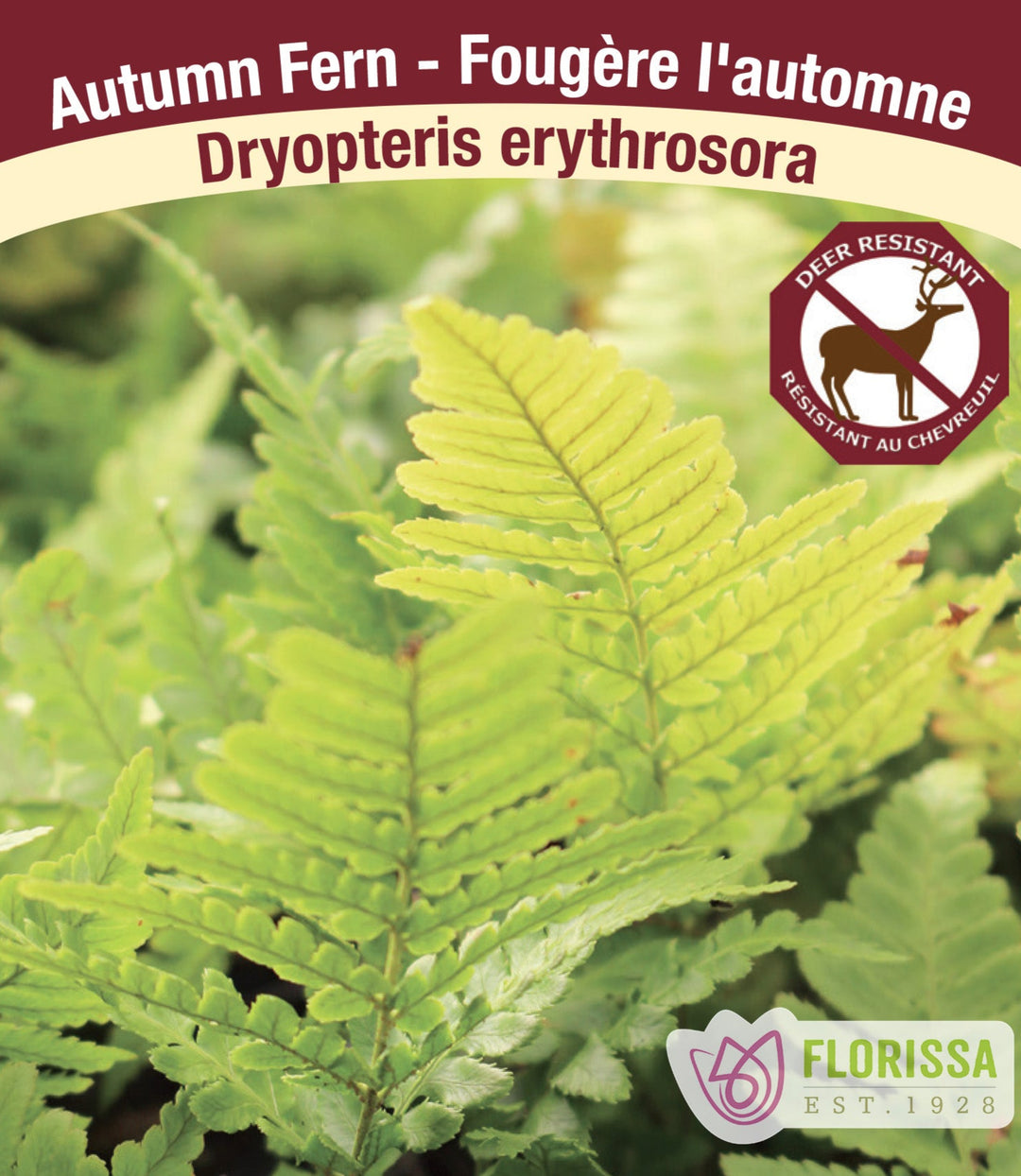 Shield/Autumn Fern - Erythrosora, 1 Pack