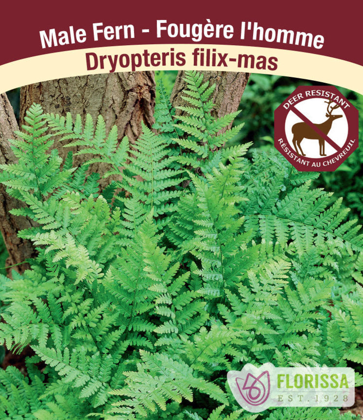 Shield Male Fern - Filix-Mas, 1 Pack