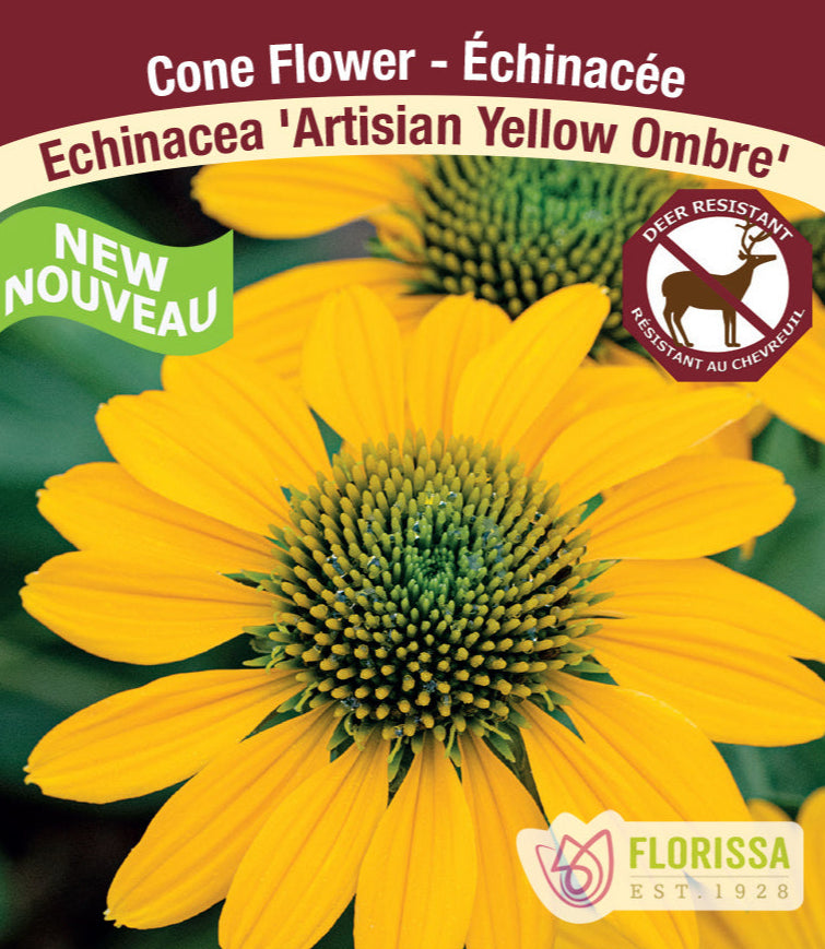 Echinacea - Yellow Ombre, 1 Pack